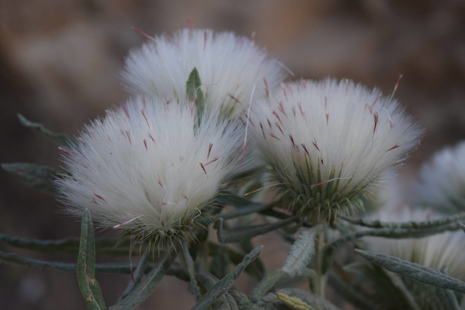 Outreya carduiformis Jaub. &amp; Spach.